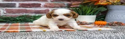 Cavapoo dogs for sale: Axel - Ad 5