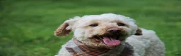 Miniature Poodle dogs for sale: Chief - Ad 3
