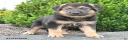 German Shepherd dogs for sale: Daxter - Ad 3