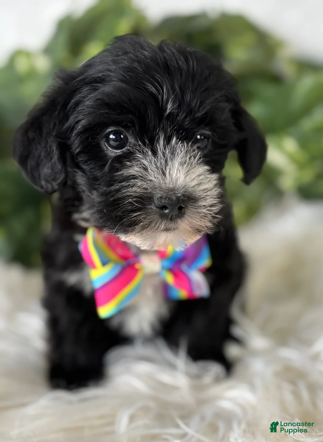 Morkie dogs for sale: Patrick - Ad 21