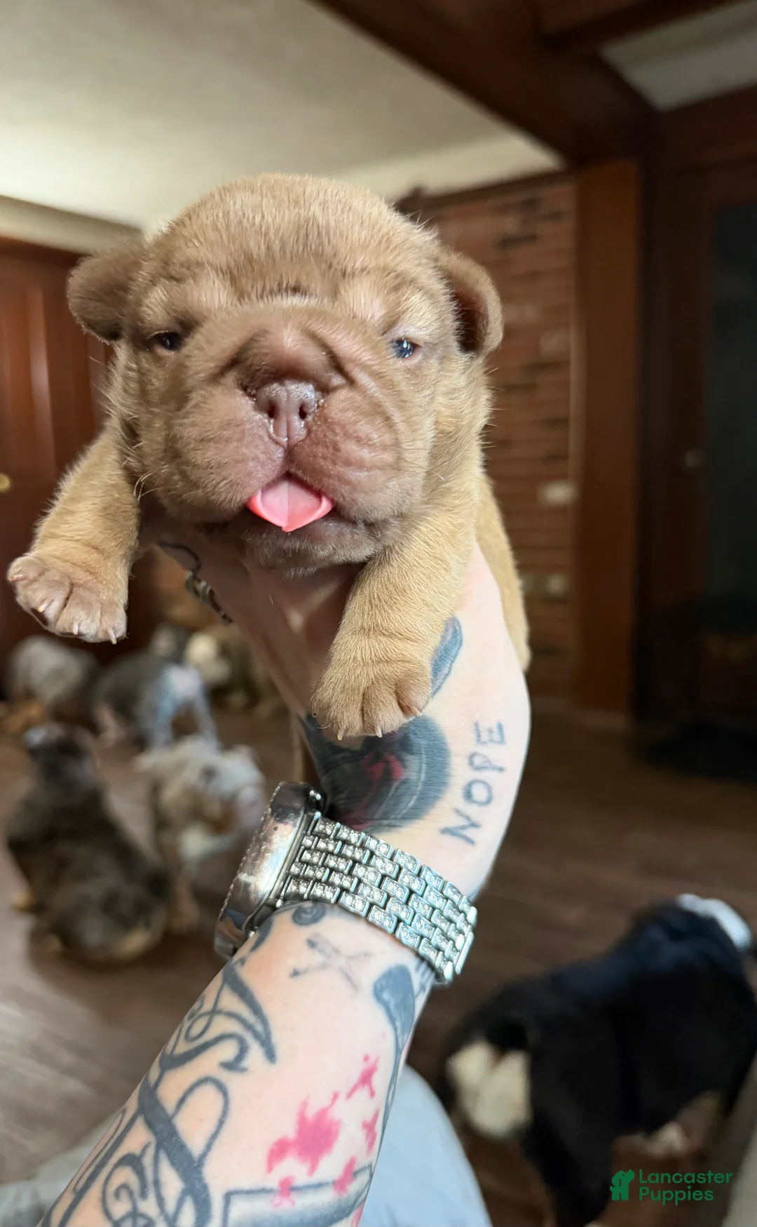 French Bulldog dogs for sale: French Bulldog 1 - Ad 1