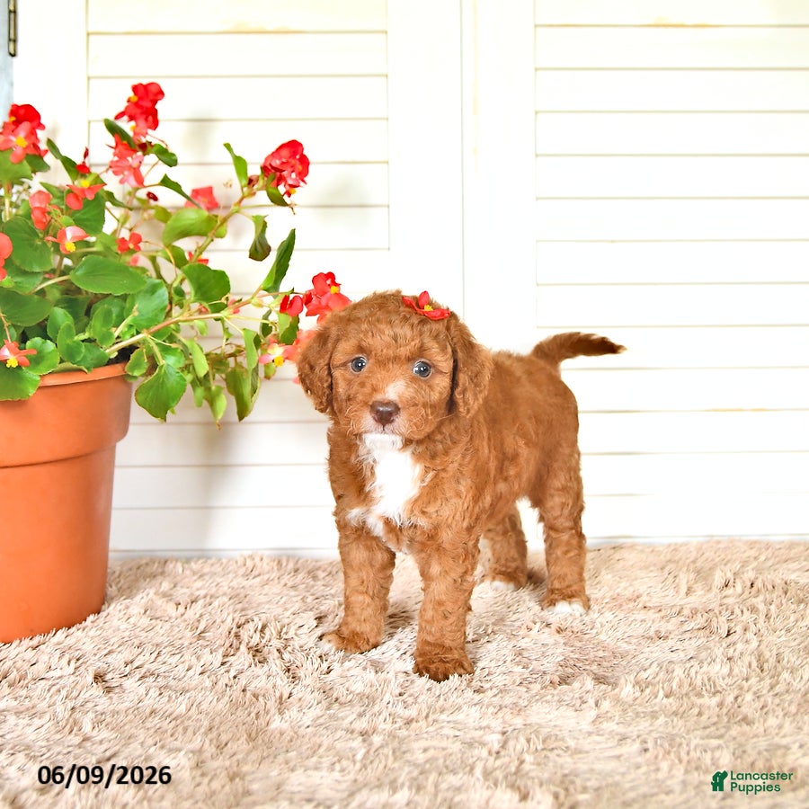 Mini Goldendoodle dogs Eva - Ad 1