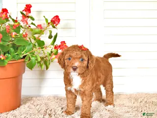 Mini Goldendoodle dogs for sale: Eva - Ad 3