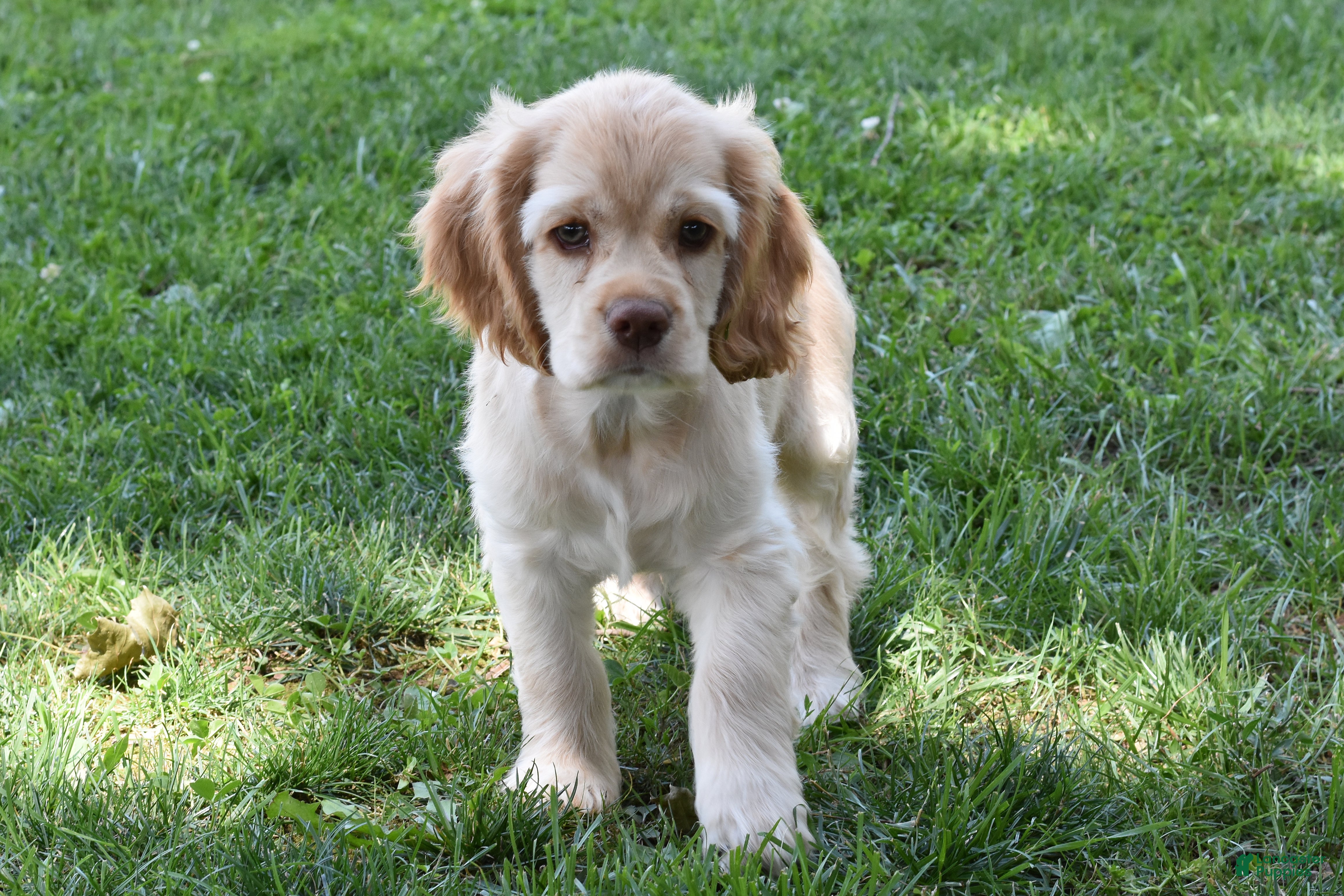 Cocker Spaniel dogs Davie - Ad 1