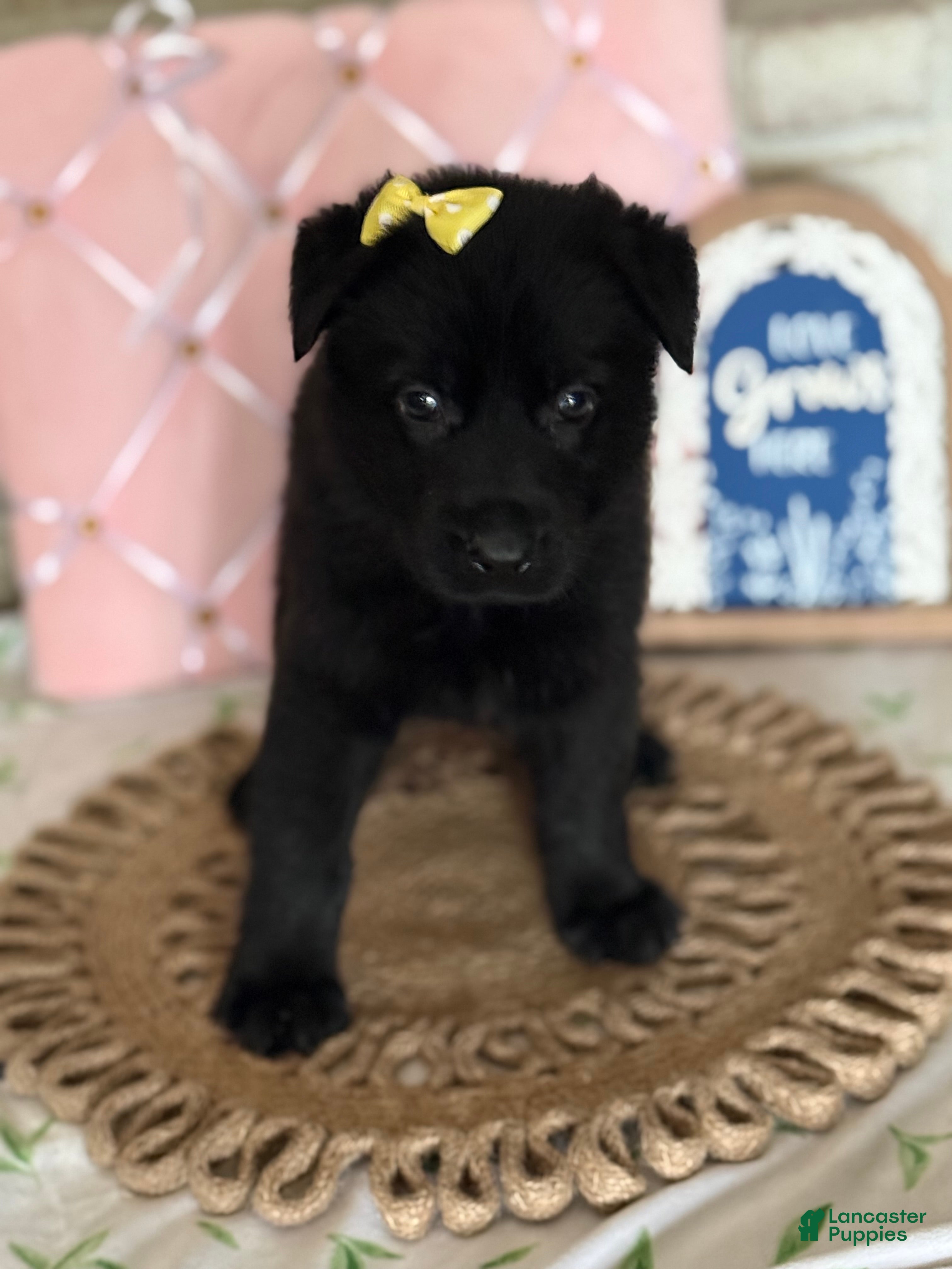 German Shepherd dogs Mercedes - Ad 39