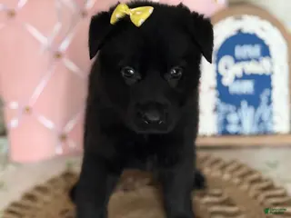 German Shepherd dogs Mercedes - Ad 39