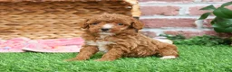 Miniature Poodle dogs for sale: Rebekka  - Ad 13