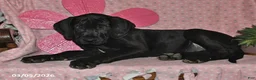 Great Dane dogs for sale: Gloria - Ad 5