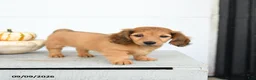 Miniature Dachshund dogs for sale: Princess - Ad 4