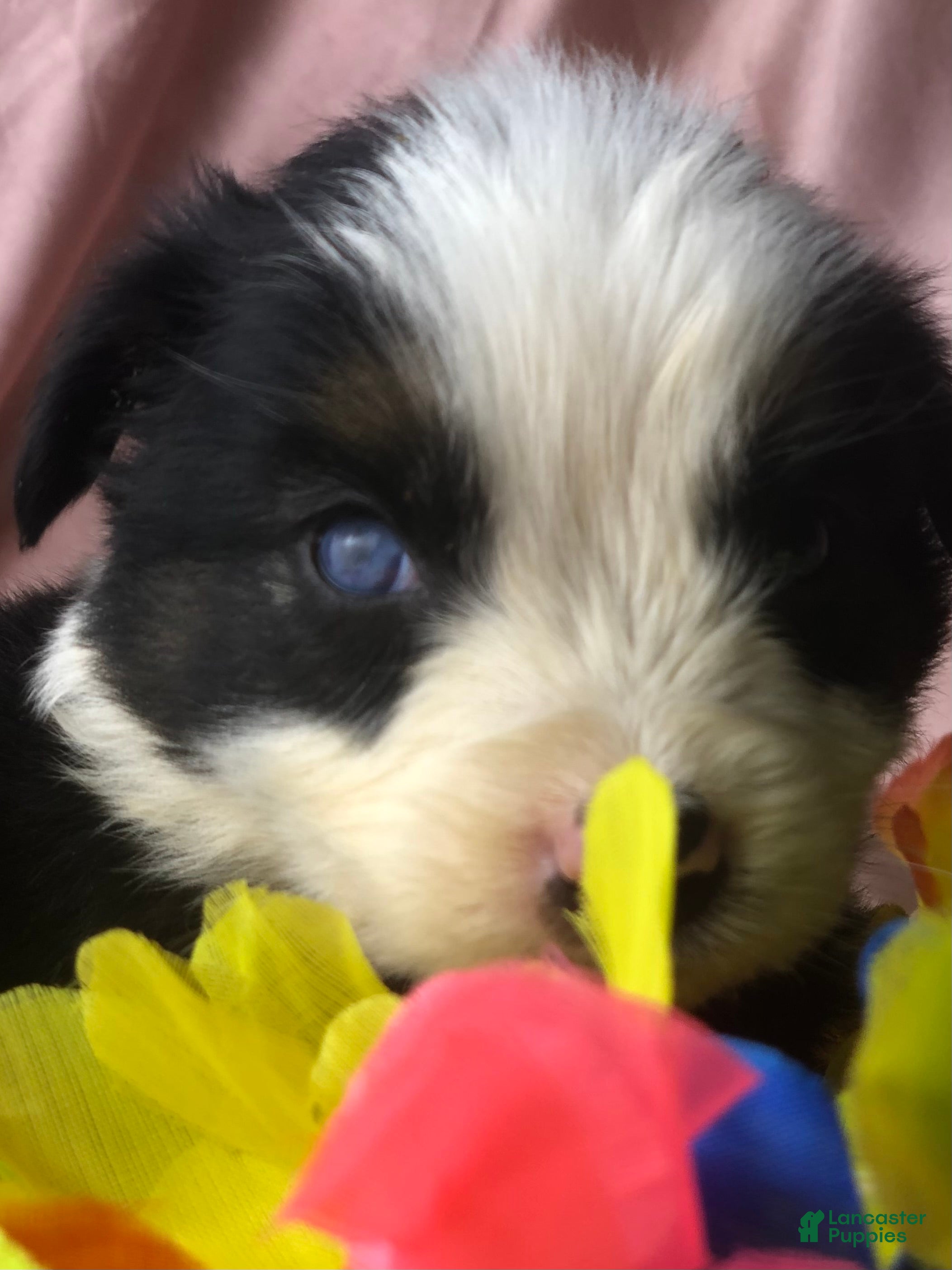 Australian Shepherd dogs Australian Shepherd 1 (Panda)  - Ad 14
