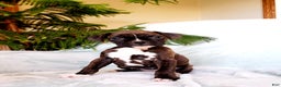 Boxer dogs for sale: Mocha - Ad 3