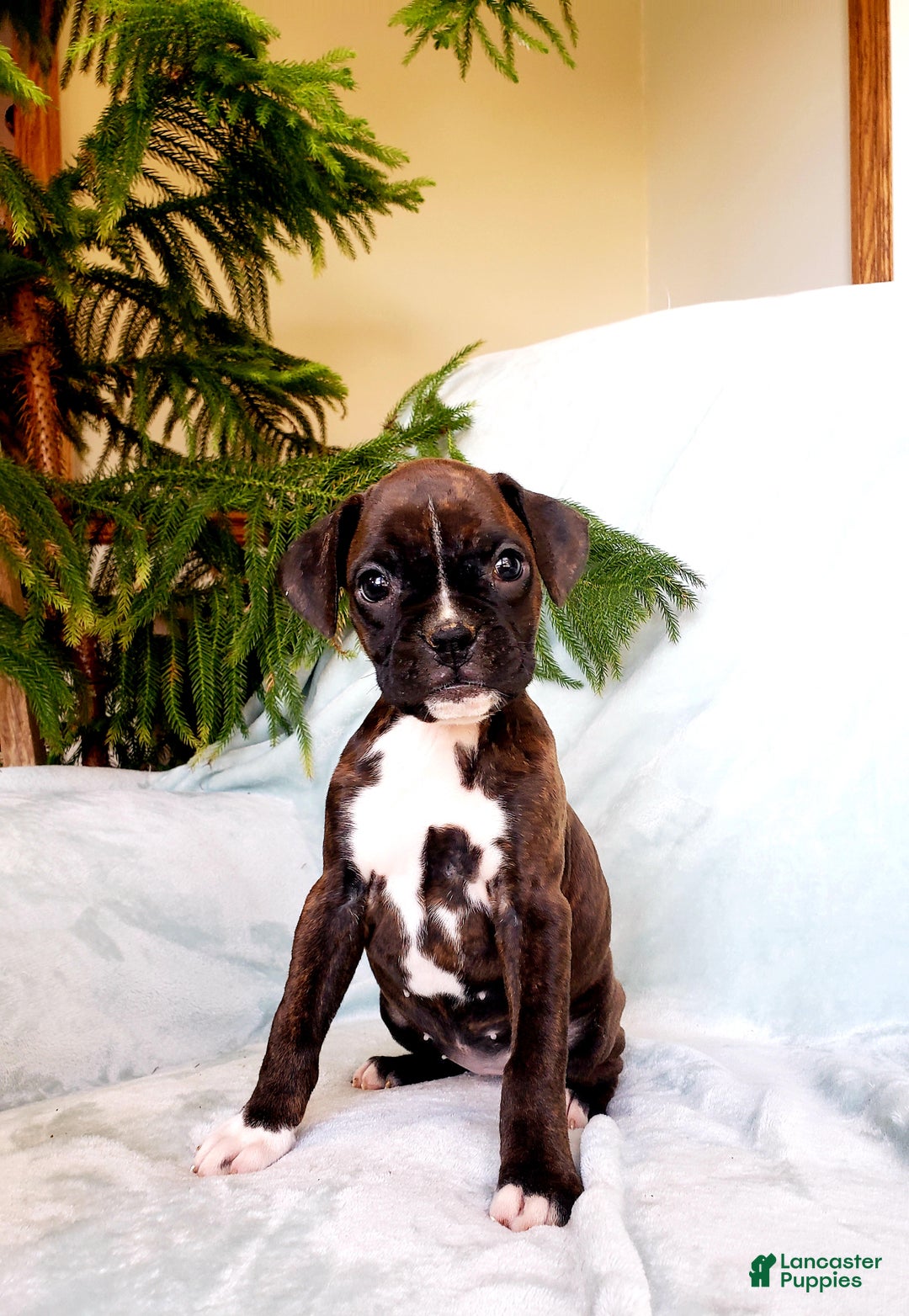 Boxer dogs for sale: Mocha - Ad 3