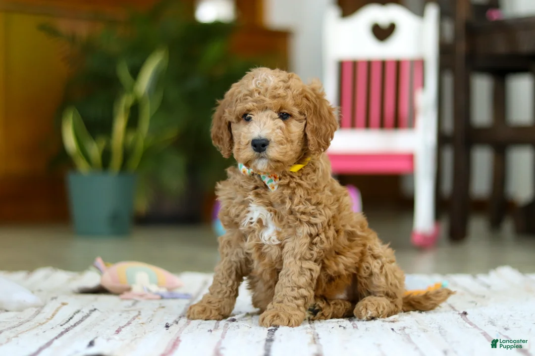 Mini Goldendoodle dogs for sale: Sam - Ad 1