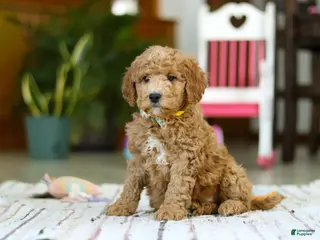 Mini Goldendoodle dogs Sam - Ad 35