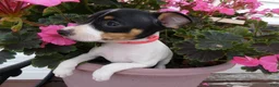 Toy Fox Terrier dogs for sale: Toy Fox Terrier 4 Dalia - Ad 3
