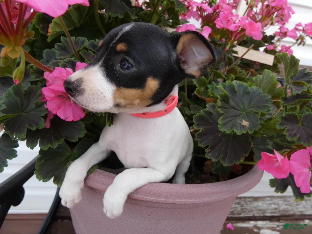 Toy Fox Terrier dogs for sale: Toy Fox Terrier 4 Dalia - Ad 3