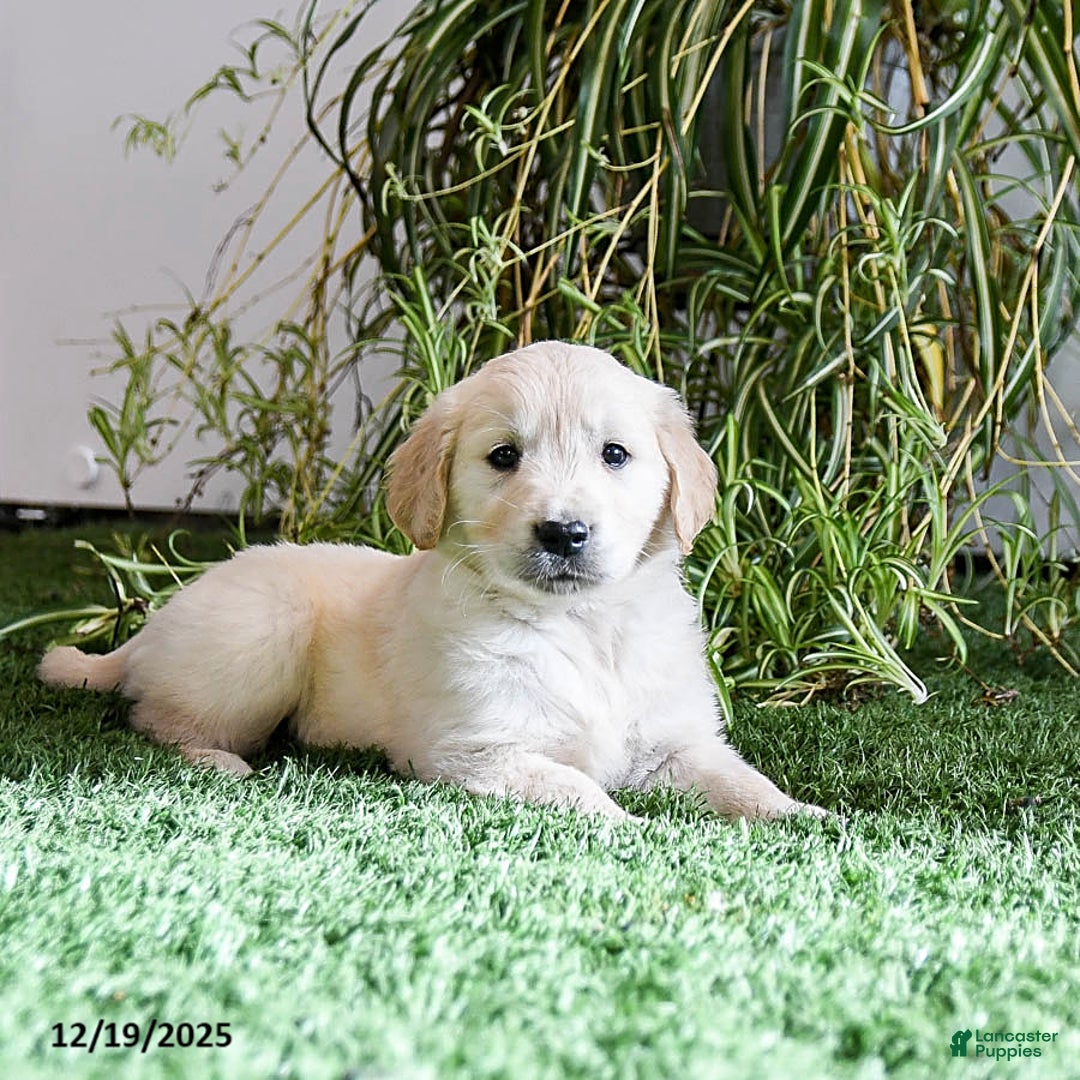 Golden Retriever dogs for sale: Maximus - Ad 2