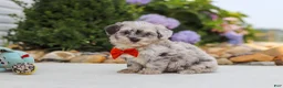 Havapoo dogs for sale: Buddy - Ad 8