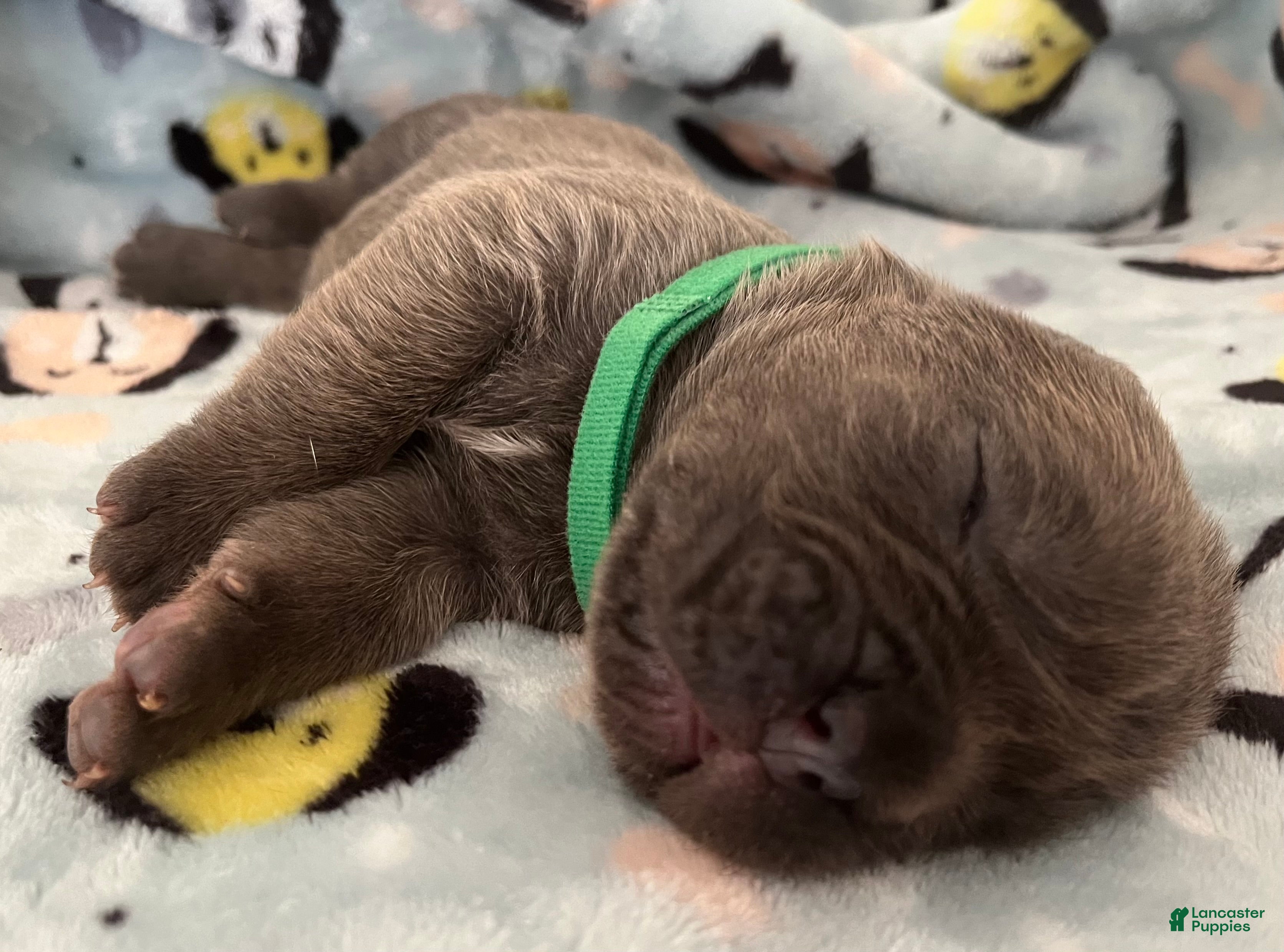 Cane Corso dogs Green collar - Ad 2