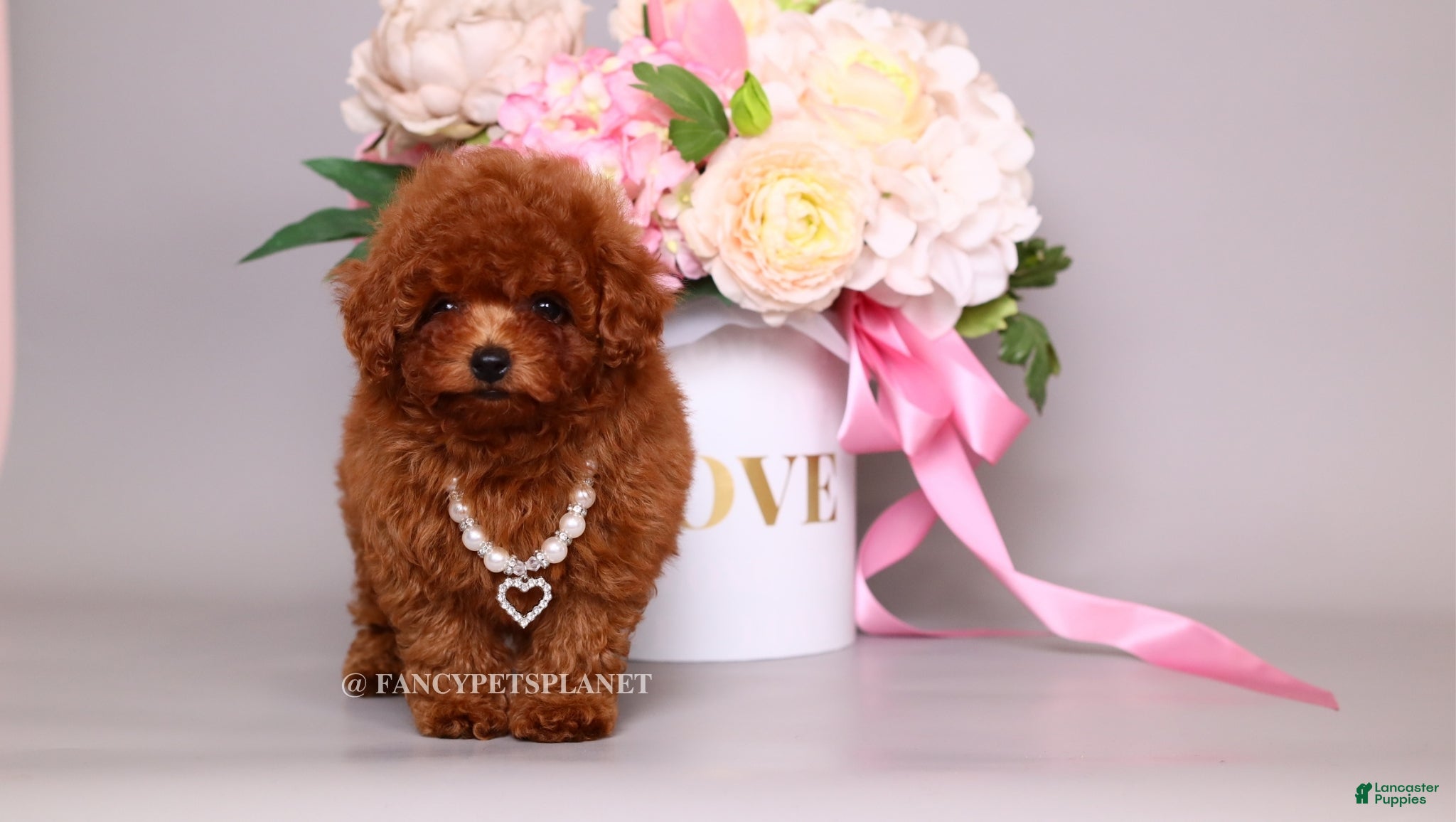 Toy Poodle dogs HÉLÈNE TINY RED TEACUP TOY POODLE GIRL - Ad 2