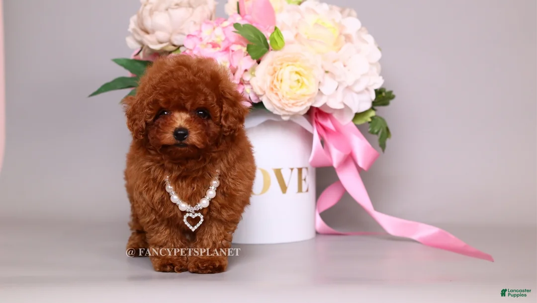 Toy Poodle dogs for sale: HÉLÈNE TINY RED TEACUP TOY POODLE GIRL - Ad 2