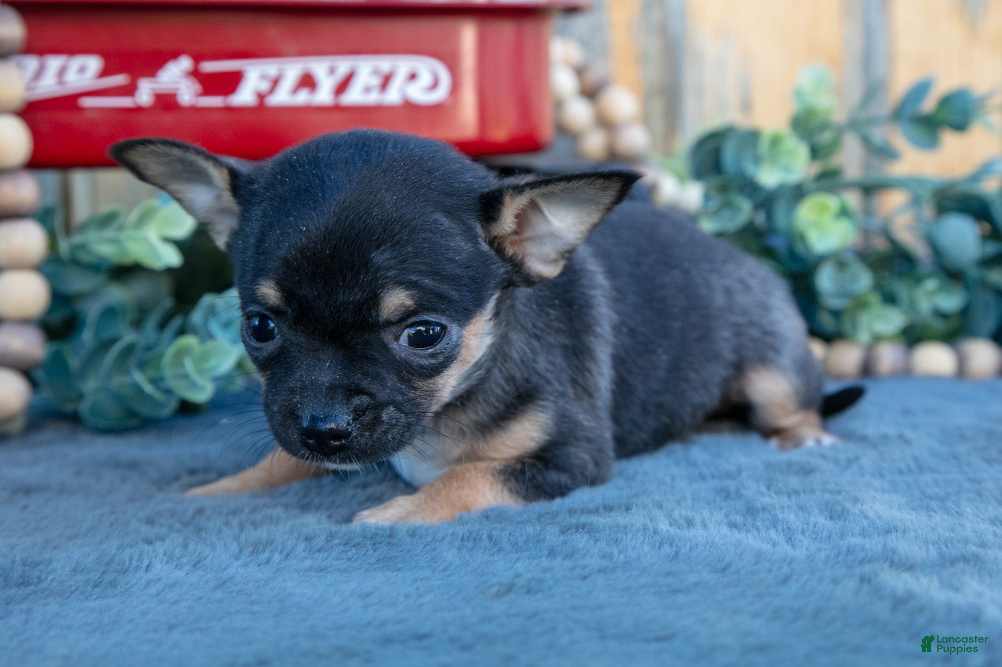 Chihuahua dogs for sale: Heather - Ad 2