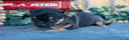 Chihuahua dogs for sale: Heather - Ad 2