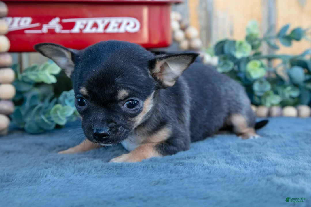 Chihuahua dogs for sale: Heather - Ad 2