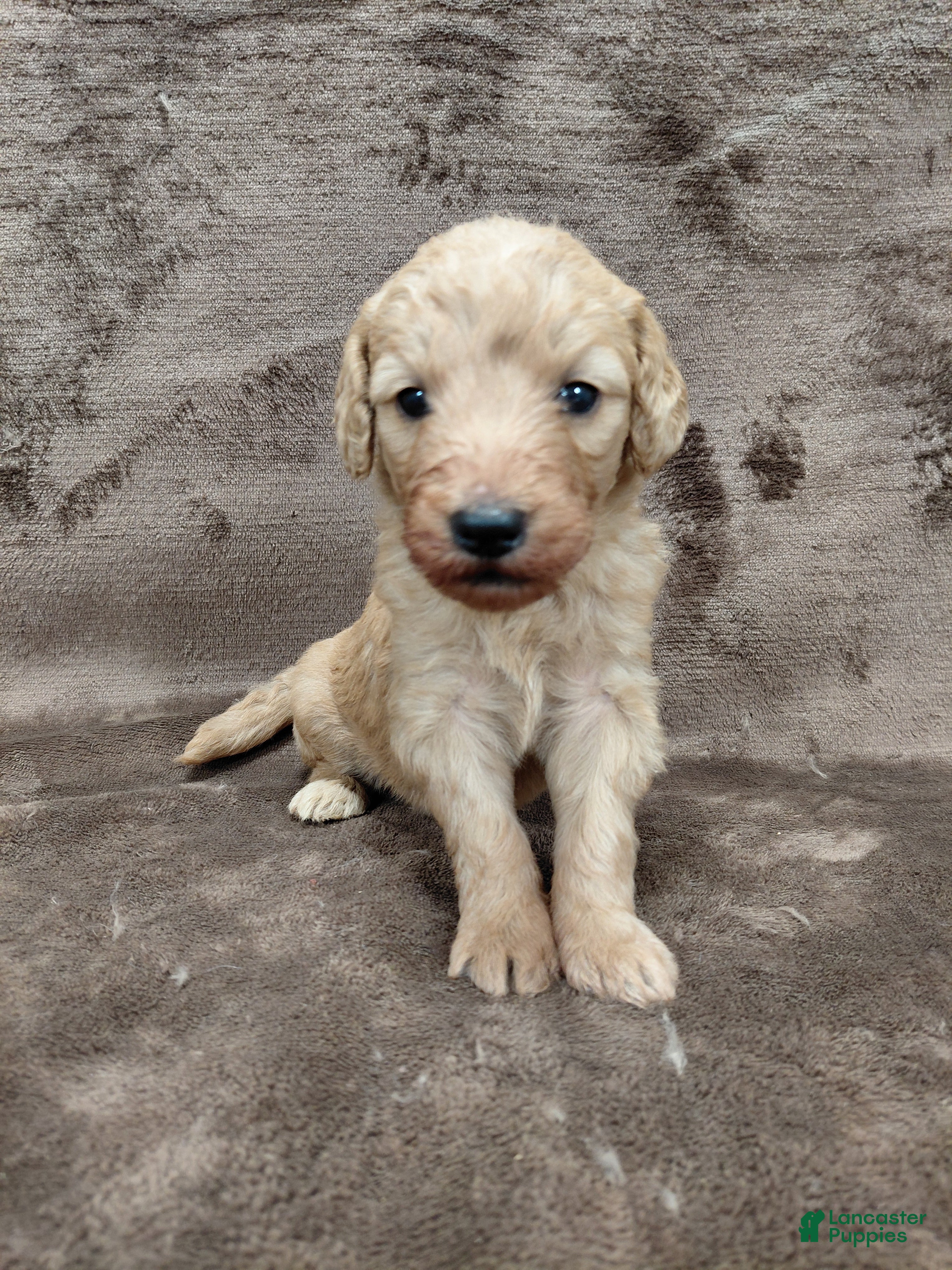 Goldendoodle dogs Findley Standard  - Ad 23