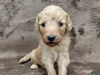 Goldendoodle dogs Findley Standard - Ad 23