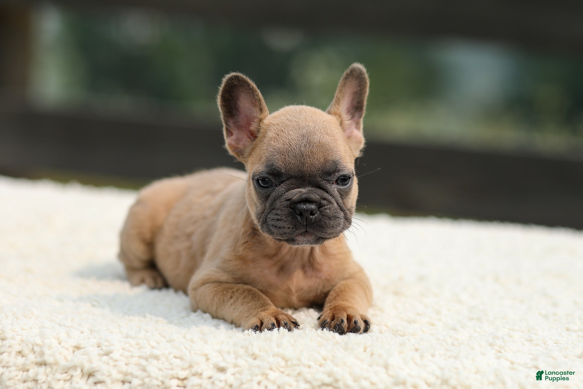 French Bulldog dogs Indy - Ad 1