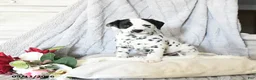 Dalmatian dogs for sale: Millie - Ad 3