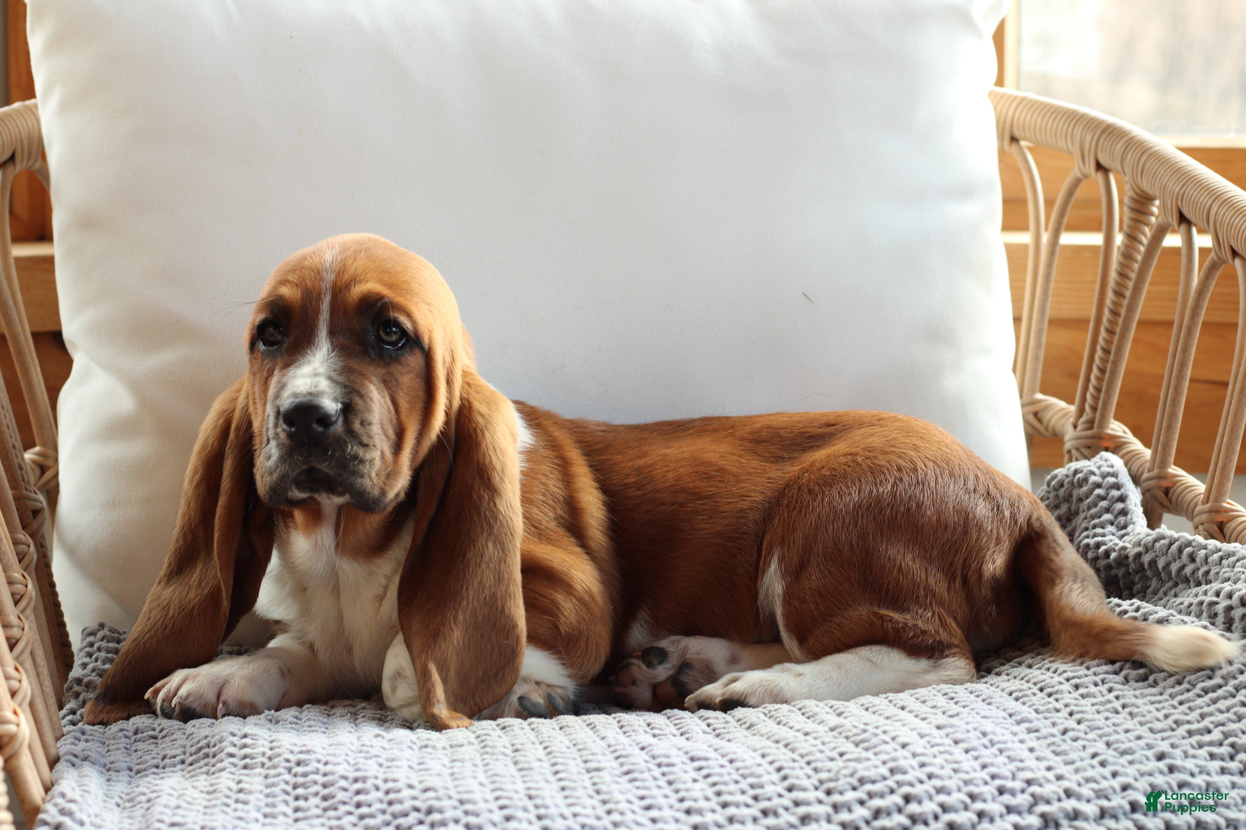 Basset Hound dogs Basset Hound Puppy 1 - Ad 1