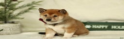 Shiba Inu dogs for sale: Bella - Ad 2