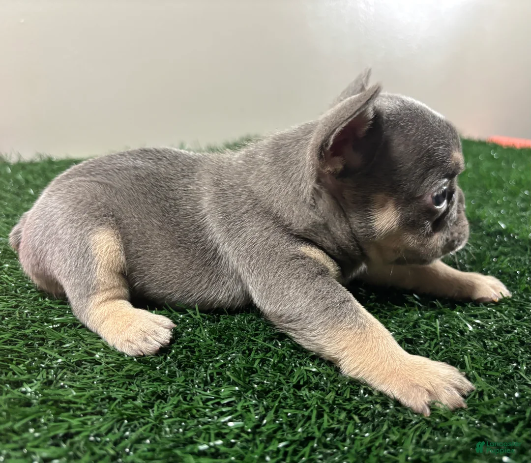 French Bulldog dogs for sale: Lola - Ad 5