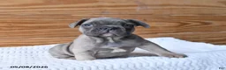French Bulldog dogs for sale: Hershey - Ad 1