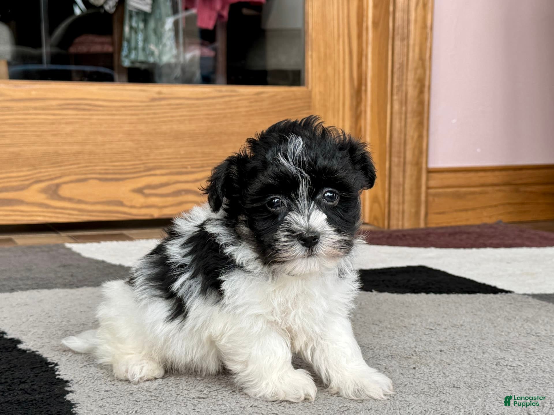 Havanese dogs Jared - Ad 2