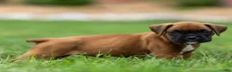 Boxer dogs for sale: Neva Boxer  - Ad 2
