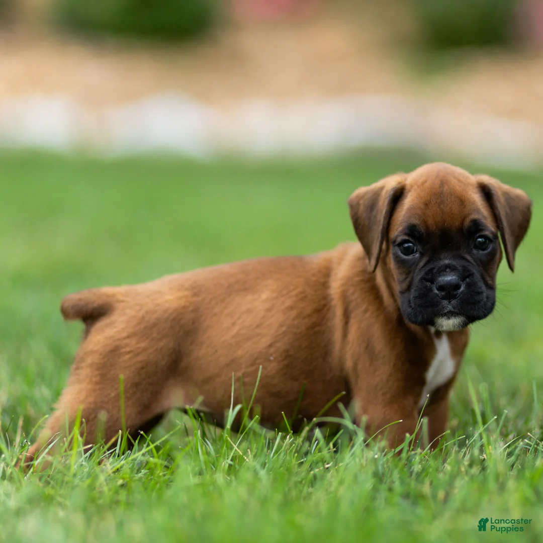 Boxer dogs for sale: Neva Boxer  - Ad 2
