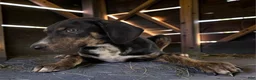 Catahoula Leopard Dog dogs for sale: Tracy II 2026 Female 1 - Ad 6