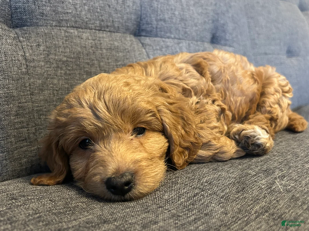 Mini Goldendoodle dogs for sale: Gus - Short, Chubby, Loving - Ad 4