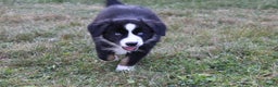 Miniature Australian Shepherd dogs for sale: Max - Ad 3