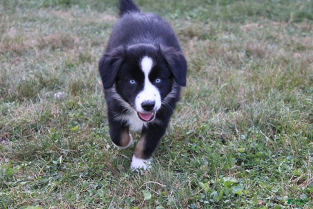 Miniature Australian Shepherd dogs for sale: Max - Ad 3