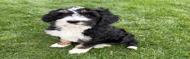 Bernedoodle Puppy 1