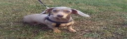Miniature Dachshund dogs for sale: Jimmy - Ad 10