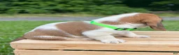 Basset Hound dogs for sale: Oliver - Ad 5