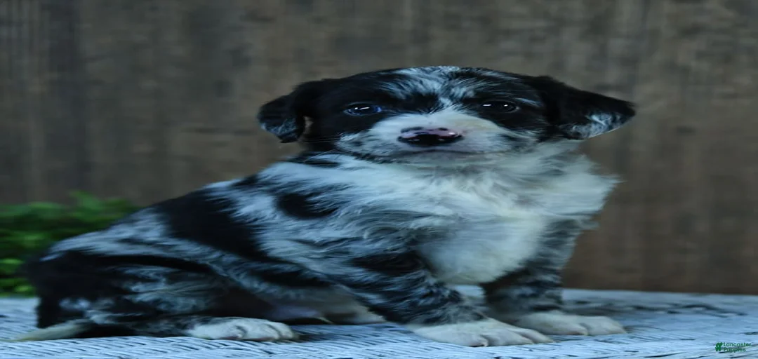 Gallery Image {{count}}