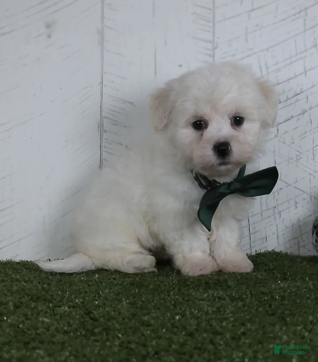 Teddy Bear dogs for sale: Conner - Ad 3