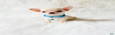 Louie