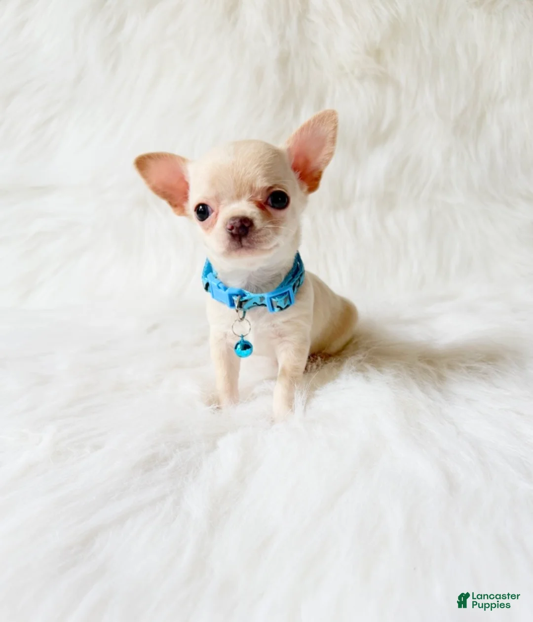 Chihuahua dogs for sale: Louie - Ad 1